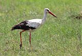 White Stork